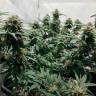 Семена марихуаны Auto Royal AK feminised Ganja Seeds