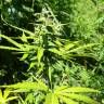 семена индийской конопли Somango feminised