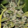 заказ семян конопли Москва Somango feminised