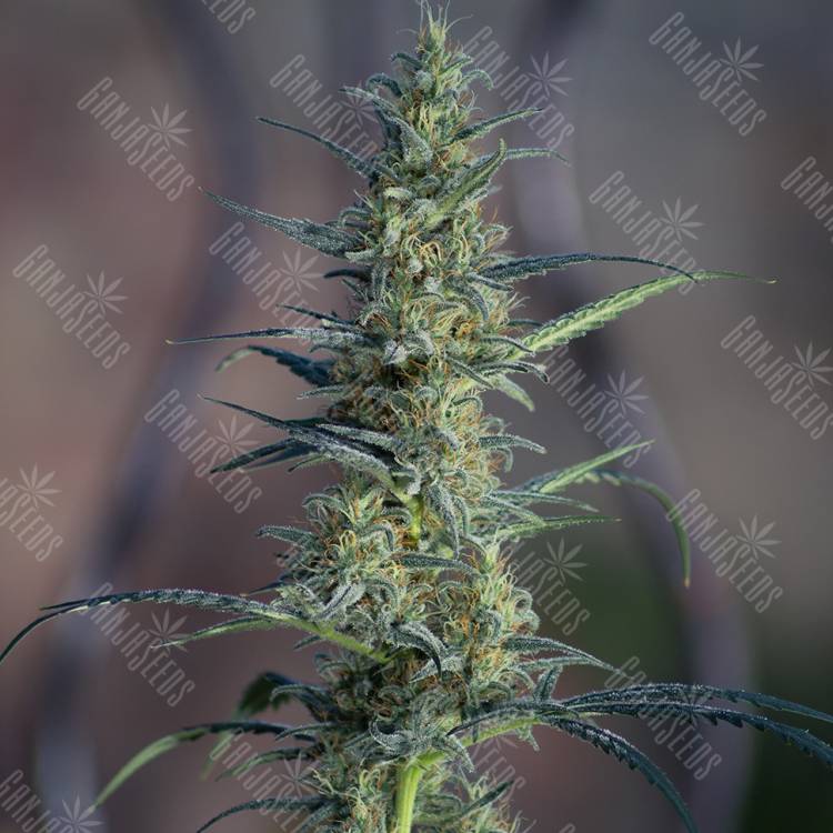семена конопли White Widow x Jack Herer feminised
