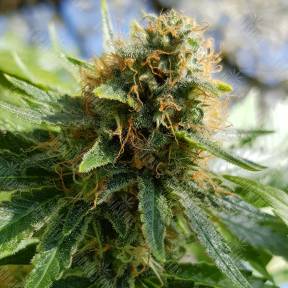 Auto Sweet Mango feminised Green House Seeds