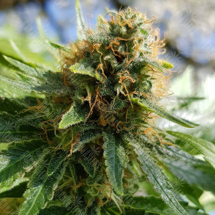 семена индийской конопли Auto Sweet Mango feminised Green House Seeds