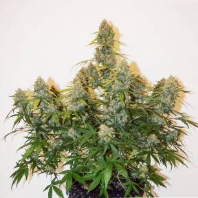 Auto Colorado Cookies feminised Dutch Passion Seeds