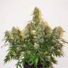 Auto Colorado Cookies feminised Dutch Passion Seeds