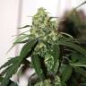 Auto Colorado Cookies feminised Dutch Passion Seeds