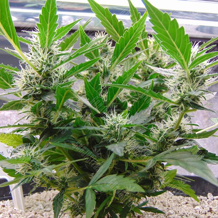 где заказать семена конопли White Widow x Lowryder (WhiteLow) regular Ganja Seeds