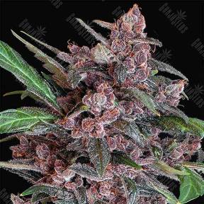 Auto Black Lemon feminised Exotic Seed