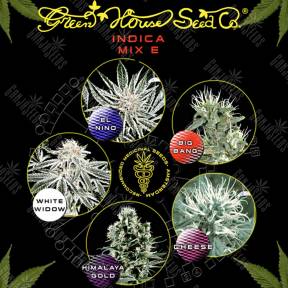 Indica Mix E feminised Green House Seeds