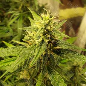 Auto New York City feminised Pyramid Seeds