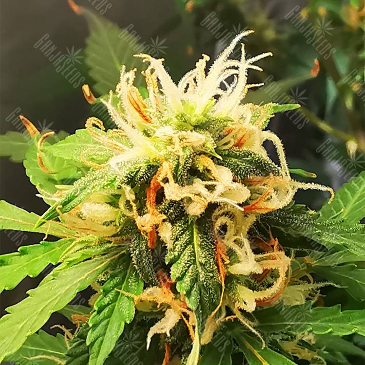 семена конопли с доставкой Auto Royal Gorilla feminised Royal Queen