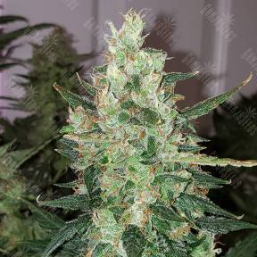 Auto Green Poison feminised Sweet Seeds