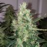 семена конопли с доставкой Auto Green Poison feminised Sweet Seeds