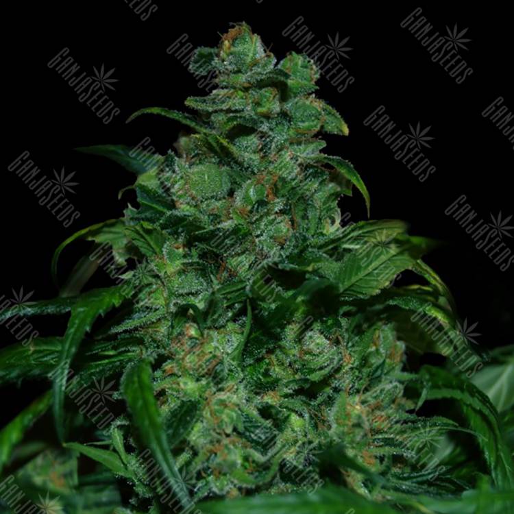 заказ семян конопли Москва Tank feminised VIP Seeds