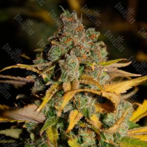 Wappa feminised Ganja Seeds