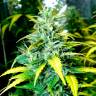 заказ семян конопли Москва Auto Super Skunk feminised
