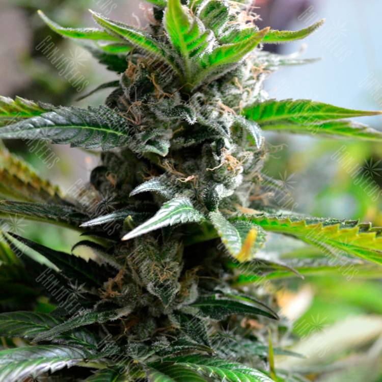 семена сортовой конопли Auto Super Skunk feminised