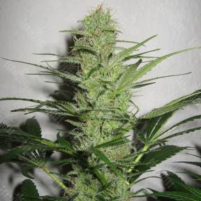 Auto Jack Herer feminised Green House Seeds