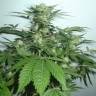 семена индийской конопли Karasora feminised Bang Seeds