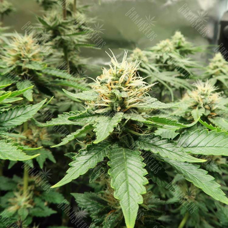 семена конопли индика AK-47 x Lowryder (Aklow) regular Ganja Seeds