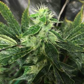 Honey B feminised Barneys Farm