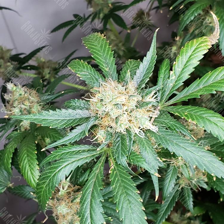 семена конопли для посадки купить Snow White regular Nirvana Seeds