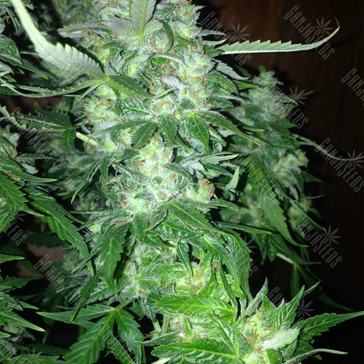 семена конопли курьером Auto Northern Lights feminised Pyramid Seeds