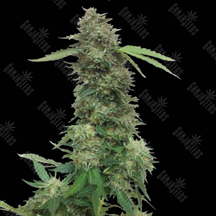 заказ семян конопли Torpedo feminised VIP Seeds