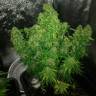 Семки Auto Quick One feminised Ganja Seeds купить