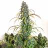 Auto Daiquiri Lime feminised Dutch Passion Seeds