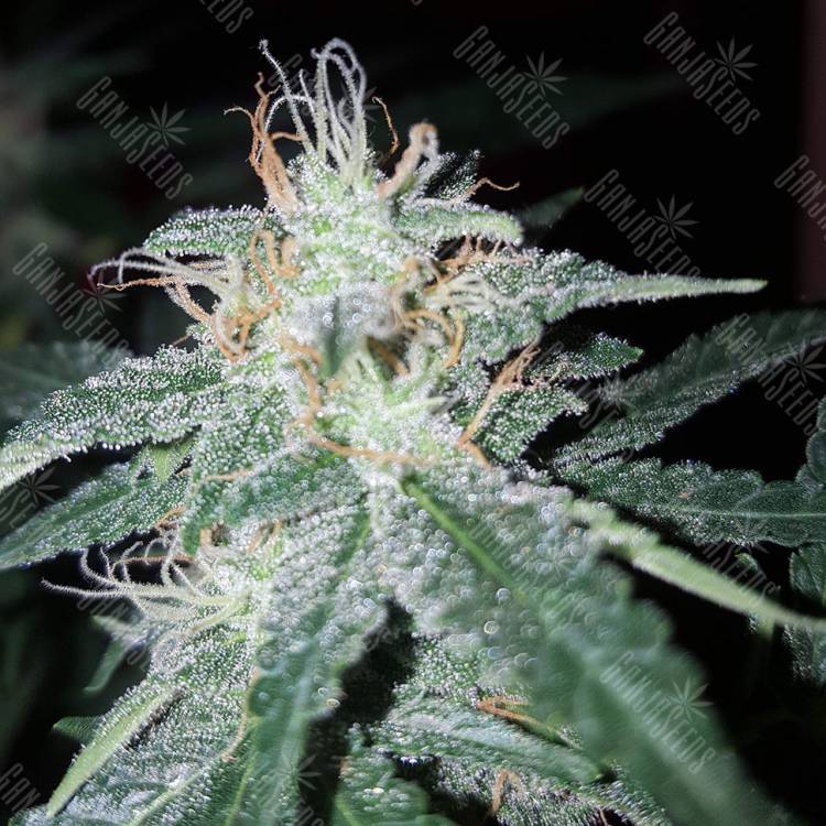 Blueberry Cream feminised RuSeeds