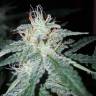 Blueberry Cream feminised RuSeeds