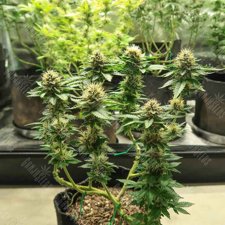 семена конопли Спб Acid regular Ganja Seeds