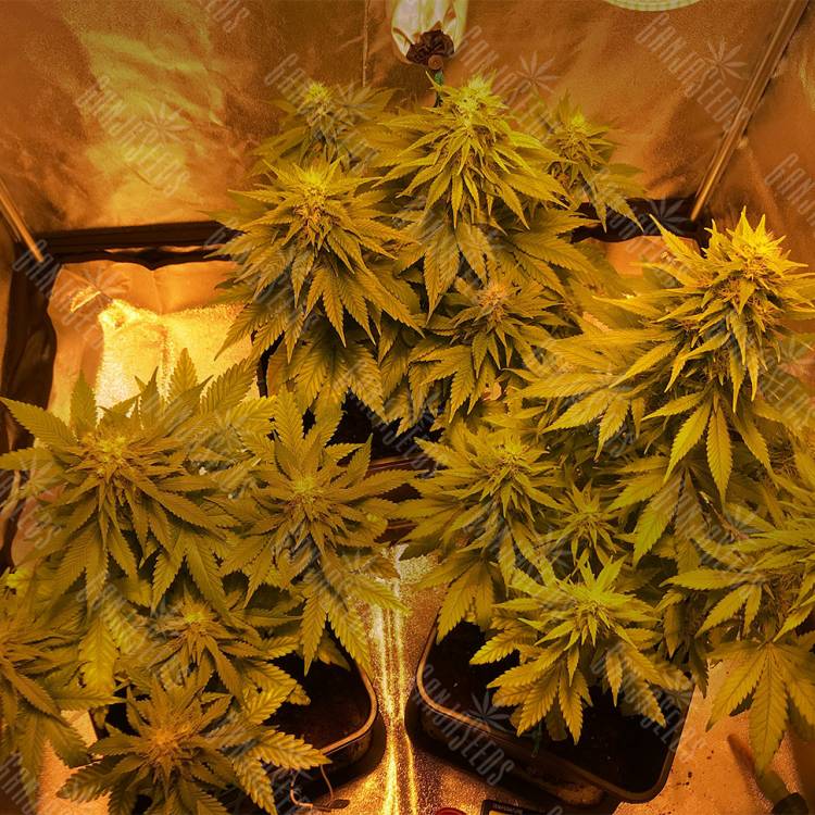 семена конопли для выращивания Laughing Buddha feminised Barneys Farm