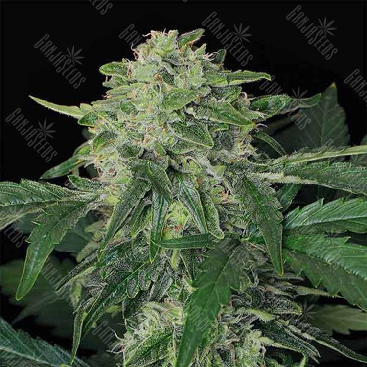 семена конопли элитных сортов Auto Jungle Fever feminised Exotic Seed