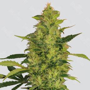 Sativas Sour Diesel regular Nirvana Seeds