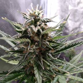 Auto Royal Cheese feminised Royal Queen