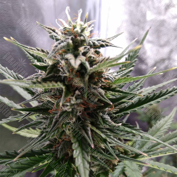 качественные семена конопли Auto Royal Cheese feminised Royal Queen