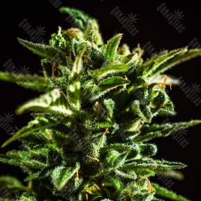 Auto Honey Peach CBD feminised Sweet Seeds