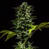 урожайные семена конопли Auto Honey Peach CBD feminised Sweet Seeds