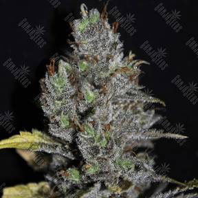 Viagrra feminised VIP Seeds