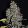 где заказать семена конопли Viagrra feminised VIP Seeds
