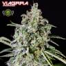 семена конопли наложенным платежом Viagrra feminised VIP Seeds