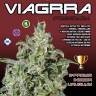 семена конопли почтой Viagrra feminised VIP Seeds