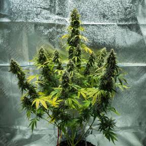 Auto Royal Haze feminised Ganja Seeds