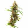 семена конопли для посадки купить Auto Amnesia feminised