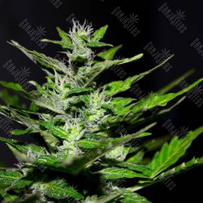 Auto Maria feminised Ganja Seeds