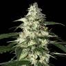 семена конопли скороспелый купить Auto Skunk feminised Green House Seeds