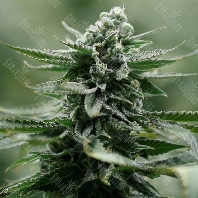 Chewing Gum feminised RuSeeds