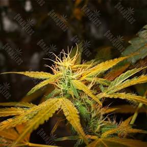 Auto Hercules regular Ganja Seeds