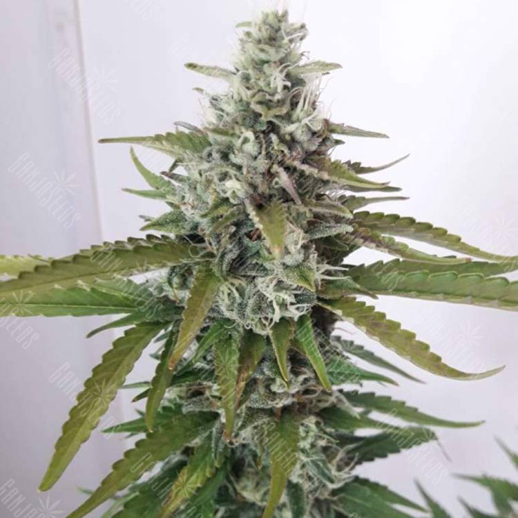 семена конопли наложенным платежом White Willow regular Ganja Seeds